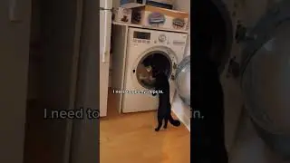 Make Your Day with Cat EP  # 192 #shorts #AdorableCat