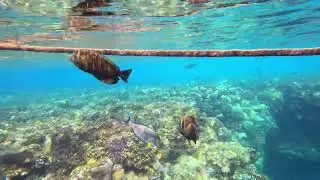Egypte   Coroya beach   Marsa alam   Snorkeling 2