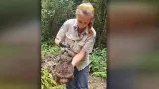 Ranger Side Steps Snake To Accessorizes With Giant Cane Toad