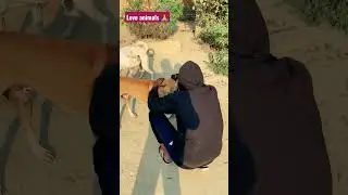 Love animals 🙏 #tranding #shortvideo #helpanimals #video #dog #help #shorts #viral #doglover #anima