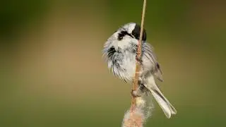 Songbird Reed Bunting #nature #songbird #bird #wildlife #reed #bunting #vildkast #cute HA77565