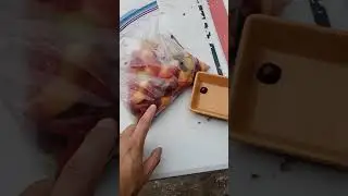 BABY Praying Mantis FREE FOOD