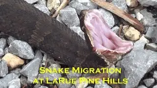 Snake Migration Spring 2018 - Snake Road at LaRue Pine Hills - Aureolin Heartrate Gaming