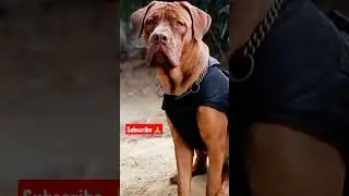 french mastiff dog Pappy denger look dog #doglover #dog #trending #viral #denger #pappy #ytshorts