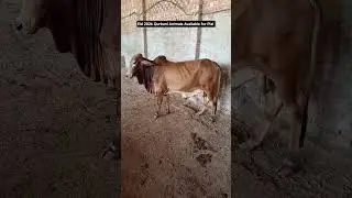 Eid 2026, Planning, #cow #cattleworld #animals #bullfarm #eid2026 #eidspecial #growthmindset #shorts