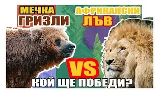 ЛЪВ СРЕЩУ МЕЧКА ГРИЗЛИ-КОЙ ЩЕ ПОБЕДИ? / Luv Sreshtu Mechka Grizly / Interesni Fakti I klasacii