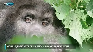 World Gorilla Day: Here's why Africa's giant is at risk of extinction.