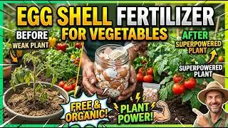 Eggshell Fertilizer for Vegetables: Free & Organic Plant Power!