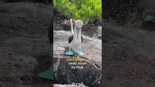 Blue-Footed Booby 🦤 Quirky Bird in Blue Feathers! #shorts