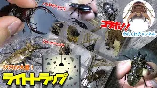 【コラボ】わたくわさんとオオクワガタを狙ってライトトラップ！