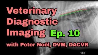 Report Pending Ep. 10 | Veterinary Diagnostic Imaging