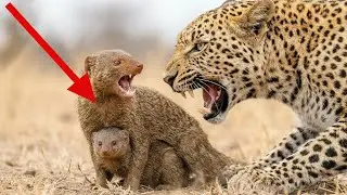 Leopard vs. Mongoose: Tragic Mother's Sacrifice! The Monkey's Wisdom Saved The Orphan