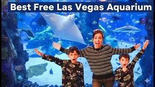 Sharks, Stingrays & Santa | Family Adventure at Silverton & Bass Pro Las Vegas!
