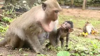 Don't Go Mother | Baby Hungry Milk | Pity Baby Daniela Mother No Feeding Baby| Monkey Crying