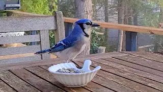 작년에 먹이 줬던 블루제이가 돌아왔는데 놀라운 일이.. I Fed A Blue Jay Last Year And She's Back With A Surprise