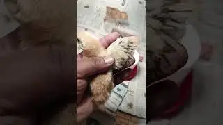 Male or Female ? Is this RIR Chick Male or Female?