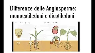Differenze delle Angiosperme: monocotiledoni e dicotiledoni