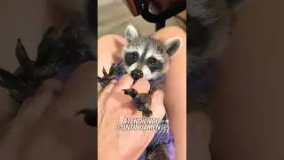 Un mapache beb&eacute; fue adoptado y criado por amor