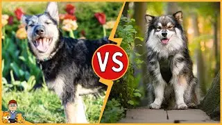 Professional Pet Photography: Why Your Phone Can't Compete - Expert Insights