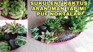 Kaktüs Sukulent aranjmanı nasıl yapılır?