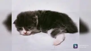 BEDA BAYI KUCING (BABY CAT PERSIA DAN KAMPUNG)