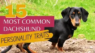 15 Most common dachshund personality traits | Dachshund characteristics | Sausage dog facts