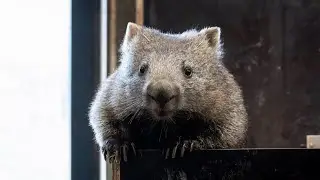 Pět let &uacute;spě&scaron;n&eacute;ho chovu: Skupina vombatů v Zoo Praha se rozrůst&aacute;