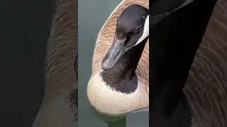 Goose business and fun music