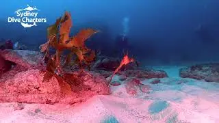 Dive Sydney scuba diving Weedy Seadragon North Harbour Aquatic Reserve best dive site