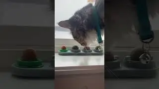 Not All Pets Approve #petproduct #review #catnip #cattoys #catsoftok #TikTokShop