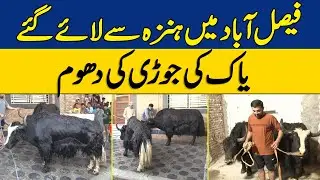 Sensational Qurbani: Pair of Yaks Brought From Hunza For Sacrifice In Faisalabad | Dawn News