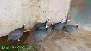 Ginifowl for sale || chkor for sale in punjab || #wmk #chkor #ginnifowl mob. 97818-07821