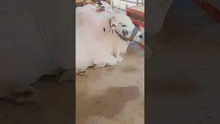 MASHAALLAH #qurbanicollection #cow #cattlemarket #cattlefarming #cowmandi #mandiupdates