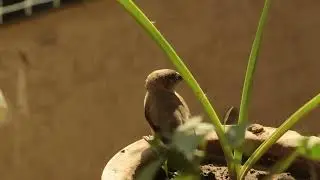 Sleeping Silverbill