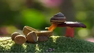 Magical World Of Mushrooms