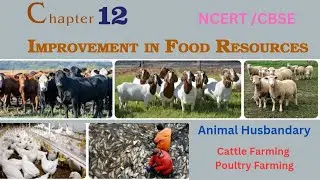Class - 9 | Science | chapter - 12 | Improvement In Food Resources | Cattle Farming, Poultry Farming