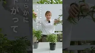 [How to grow Schefflera] Be careful of heat and humidity ⚠️