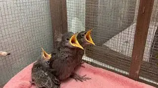Orphaned Baby Starlings at WildCare