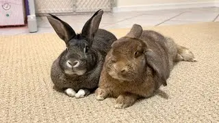 Bunny Finds Ultimate Pillow!😄🐰