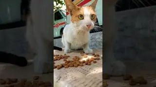 Very Hungry Stray Cat😻😺😍 #short #shorts #cat #land #kitten #cutecats