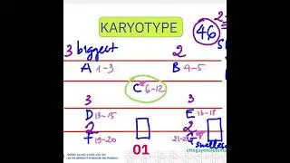 Tips học đặc điểm NST - karyotype