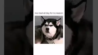 Like, Share & Subscribe for more! #shorts #meme #laughtrip #laugh #laughing #youtubeshorts #youtube
