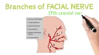 Facial Nerve and its branches mnemonic