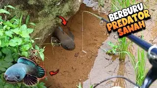 SERU‼️Berburu Ikan PREDATOR HIAS CANTIK di SAWAH - Hunting CHANNA GACHUA in Rice Fields