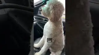 I took my dog for a car ride #shorts