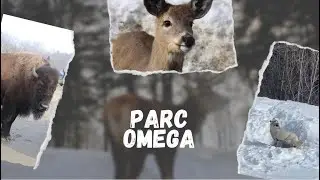 Vlog Hiver : Exploration F&eacute;erique du PARC OM&Eacute;GA sous la Neige ! ❄️🌲🦌