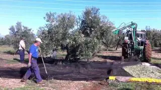 Recoleccion aceituna en candon parte2