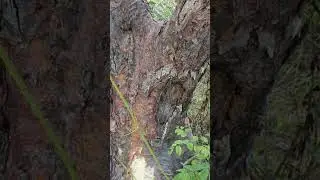 Abelha jandaira chegando em uma Imburana