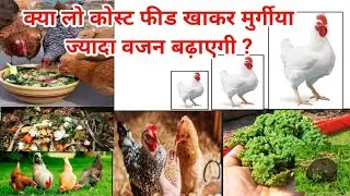 Low cost poultry feed making, poultry feed, Poultry feed formulation, Azolla for chicken, Poultry
