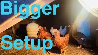 New pullet pen. Backyard chicken setup.